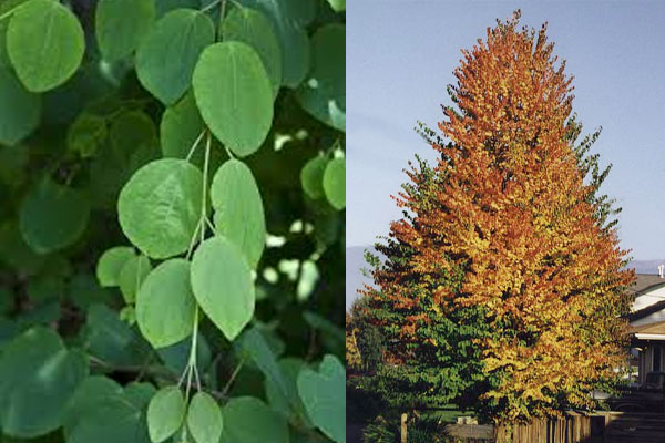 Katsura Tree